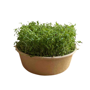 Mikrozöld Kert