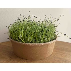 Hagyma mikrozöld és csíra mag 