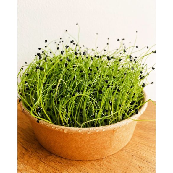 Hagyma mikrozöld és csíra mag 