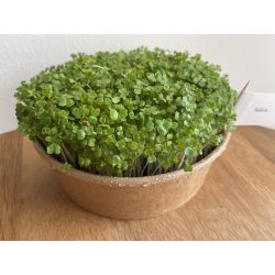 Rukkola mikrozöld és csíra mag 