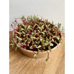 Cékla mikrozöld és csíra mag 