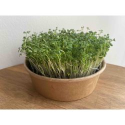 Brokkoli (Calabrese) mikrozöld és csíra mag  