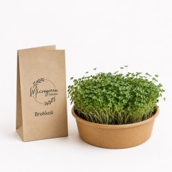 Brokkoli (Calabrese) mikrozöld és csíra mag  
