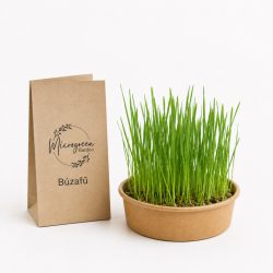 Búzafű mikrozöld és csíra mag 
