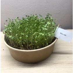 Retek (Fehér) mikrozöld és csíramag  