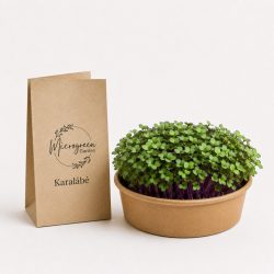 Karalábé mikrozöld és csíra mag 