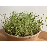 Koriander mikrozöld és csíra mag 