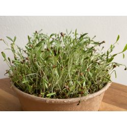 Koriander mikrozöld és csíra mag 