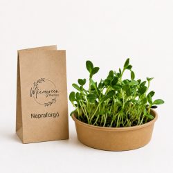 Napraforgó mikrozöld és csíra mag