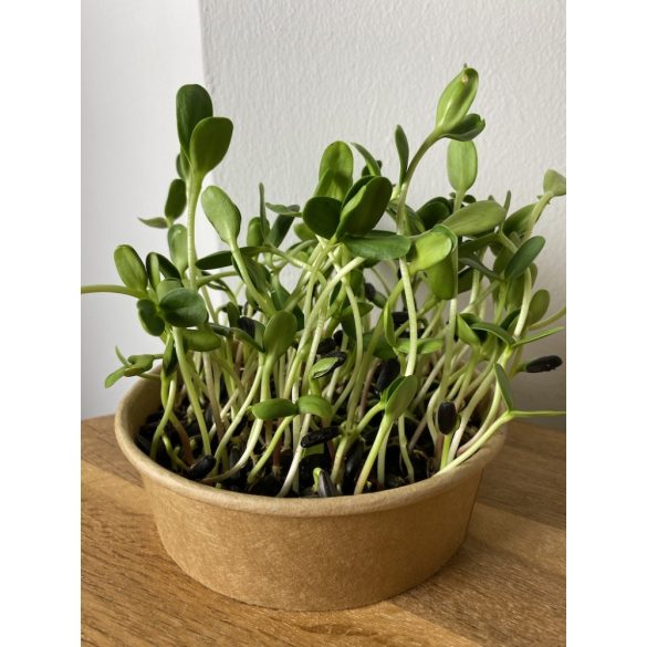 Napraforgó mikrozöld és csíra mag 30g