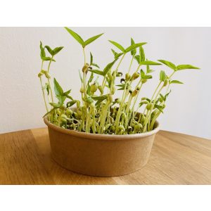 Mungo bab mikrozöld és csíra mag 