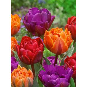 "Tricolor double "Tulipánhagyma 