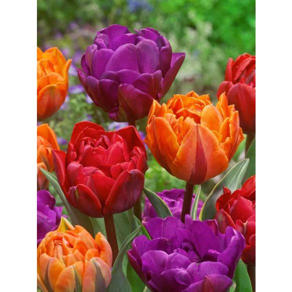 "Tricolor double "Tulipánhagyma 