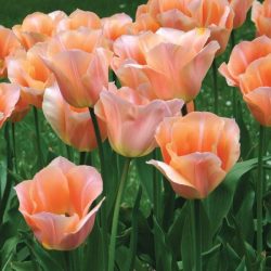"Apricot beauty" Tulipán