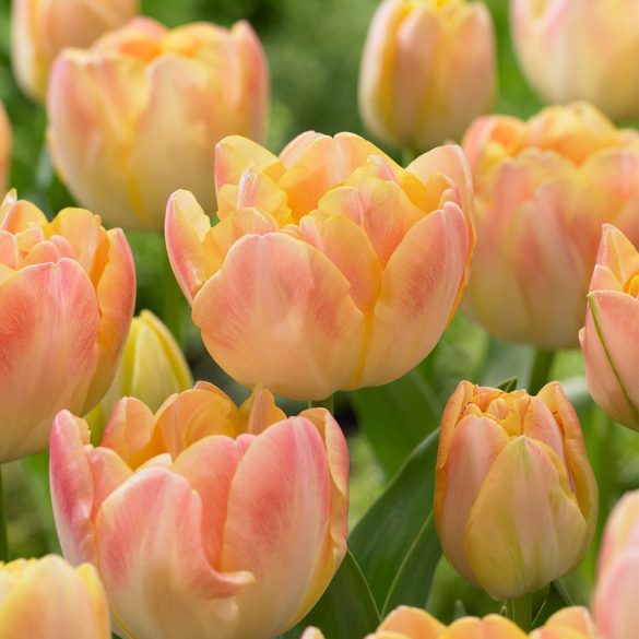 "Creme upstart" Tulipán
