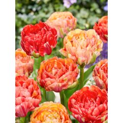 "Gudoshnik double" Tulipán