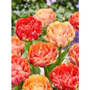 "Gudoshnik double" Tulipán