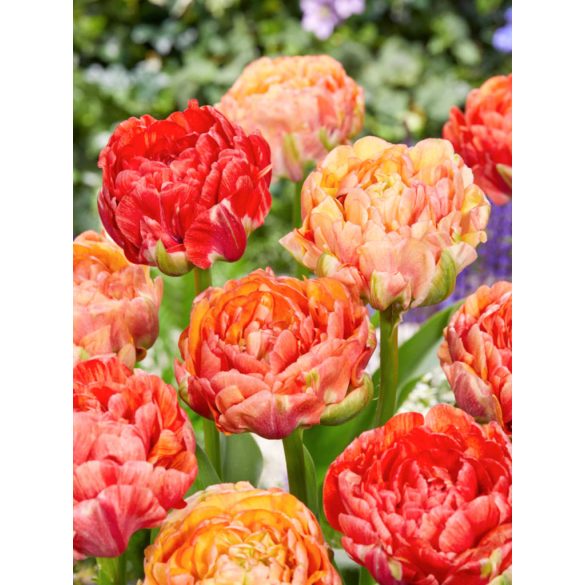 "Gudoshnik double" Tulipán