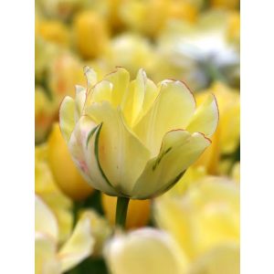 akebono tulipán virág