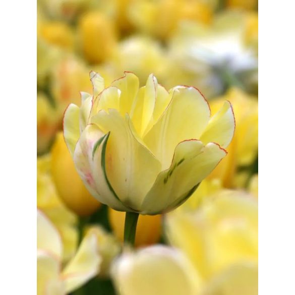 akebono tulipán virág