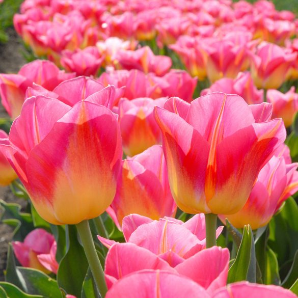 "Tom Pouce" Tulipán