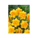 Sárga virágú Apotheose nárcisz