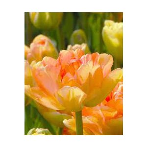 "Charming lady" Tulipán