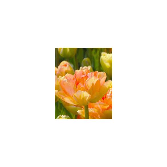 "Charming lady" Tulipán