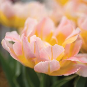 "Password" Tulipán