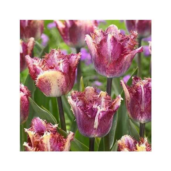 "Color fusion" Tulipán