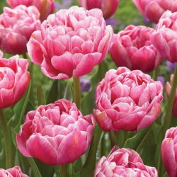 "Aveyron" Tulipán