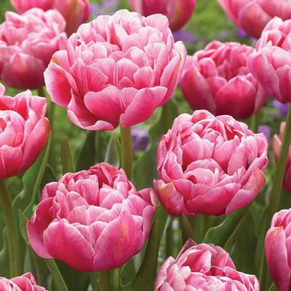 "Aveyron" Tulipán