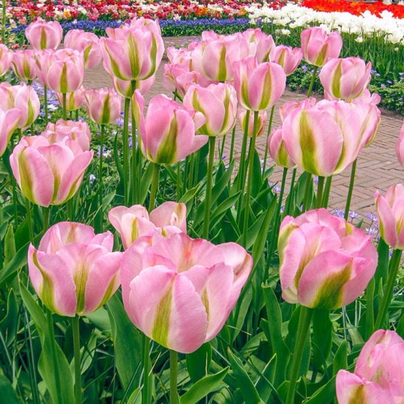 "Groenland" Tulipán