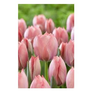 "Salmon van eijk" Tulipán