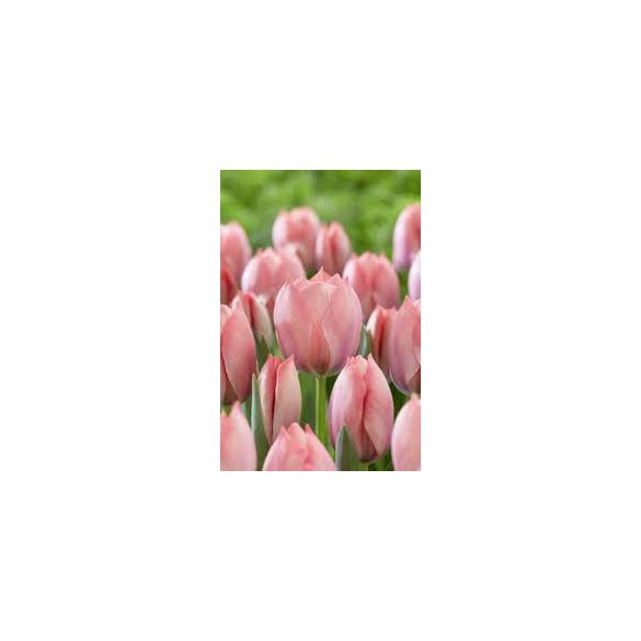 "Salmon van eijk" Tulipán