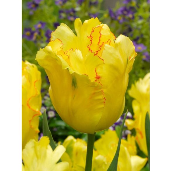 "Texas gold" Tulipán