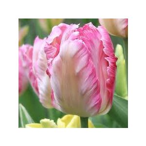 "Silver parrot" Tulipán