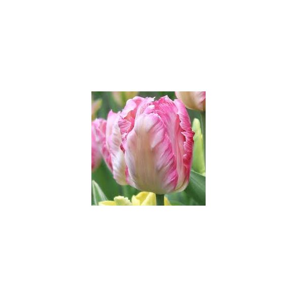"Silver parrot" Tulipán