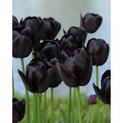 queen of the night tulips virágzás Közben