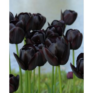 queen of the night tulips virágzás Közben