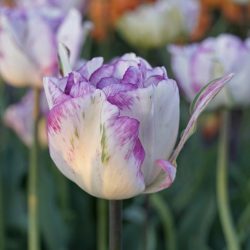 "Double Shirley" Tulipán