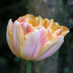 "Foxy Foxtrot" Tulipán