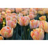 "Foxy Foxtrot" Tulipán