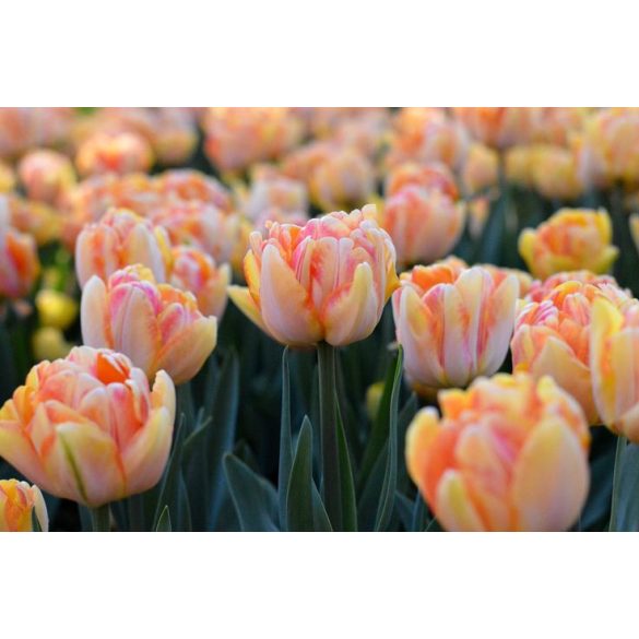 "Foxy Foxtrot" Tulipán