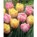 "Foxy Foxtrot" Tulipán