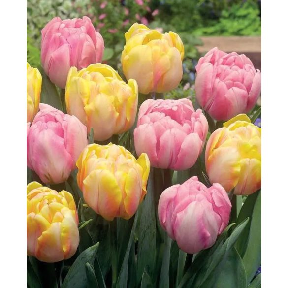 "Foxy Foxtrot" Tulipán