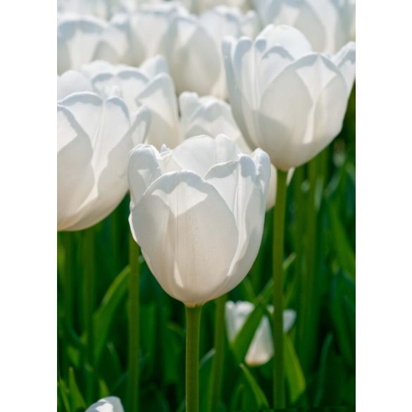 "Hakuun" Hófehér Tulipán