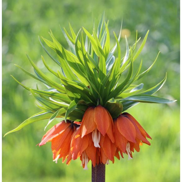 "Orange Beauty" Császárkorona