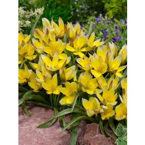 Sárga botanikai Tulipán