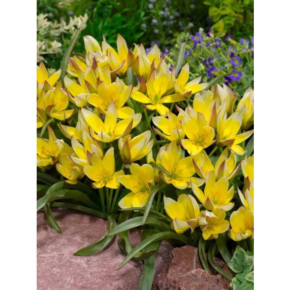Sárga botanikai Tulipán